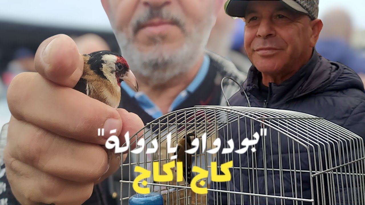 سوق بودواو اصبح عرش الحسون | الجديد و القديم في قفص