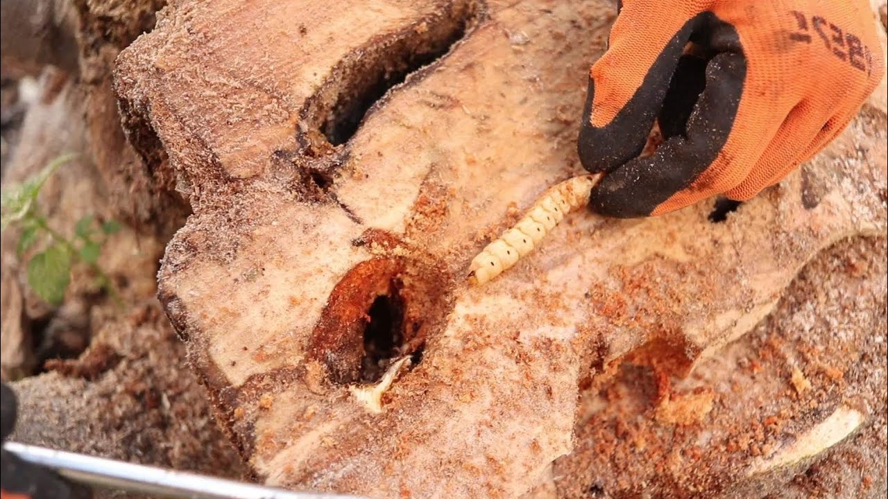 اخطر عدو لشجرة التين