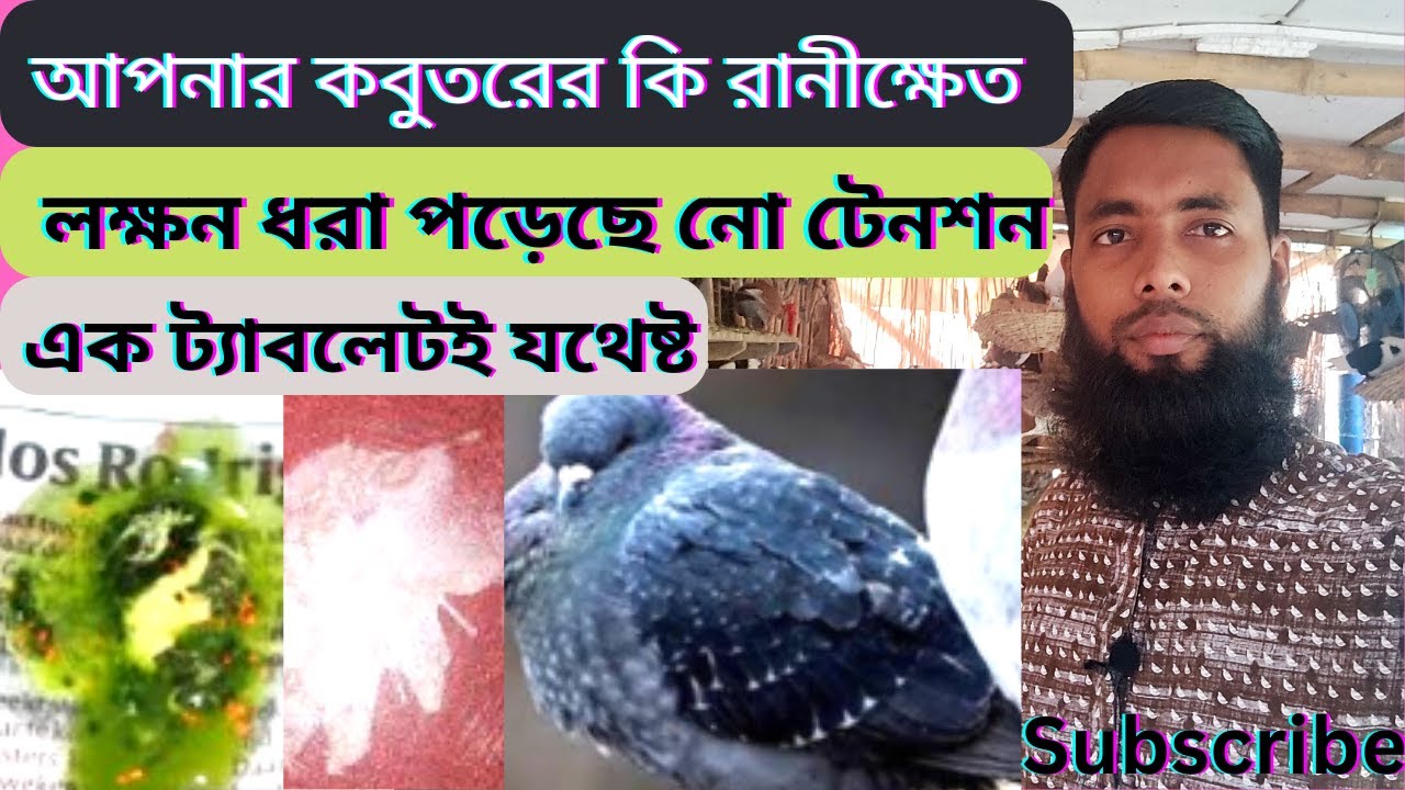 আপনার কবুতর কি রানীক্ষেত রোগে আক্রান্ত হয়েছে -- নো টেনশন - এক ট্যাবলেটেই সুস্থ্য. #Ranikhat/ Imran