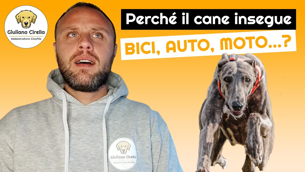 🐶 Perché il Cane Insegue Biciclette, Auto, Monopattini? 5 Cause | Giuliano Addestratore