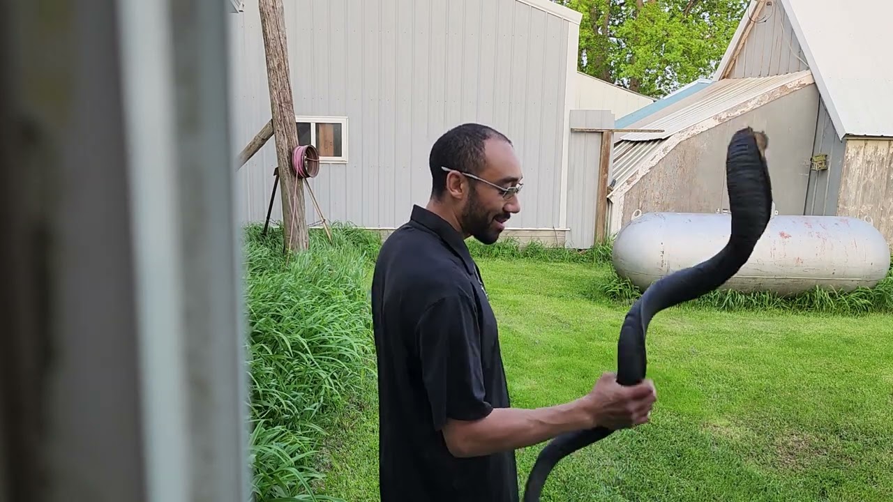51" inch Kudu shofar sound test