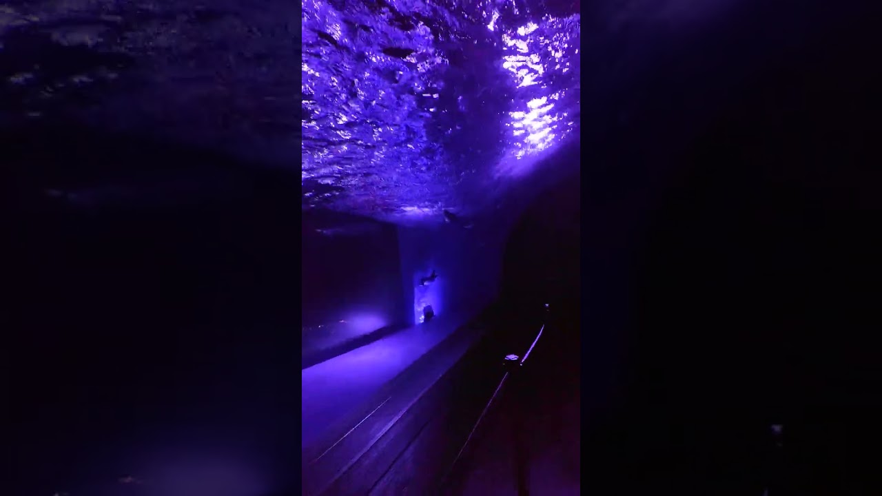 サンシャインシティ水族館③