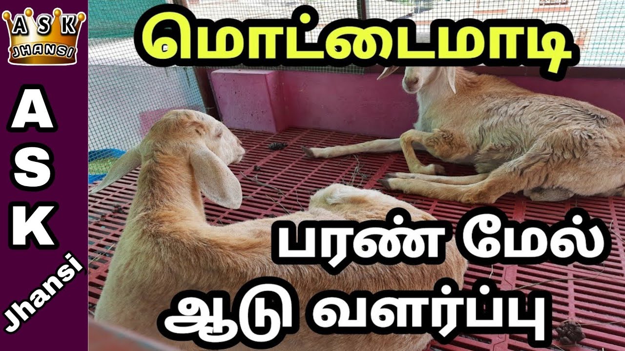 எப்படி மொட்டை மாடியில் பரண் போட்டு ஆடு வளர்ப்பது ? Mottai Maadi Aadu Valarppu
