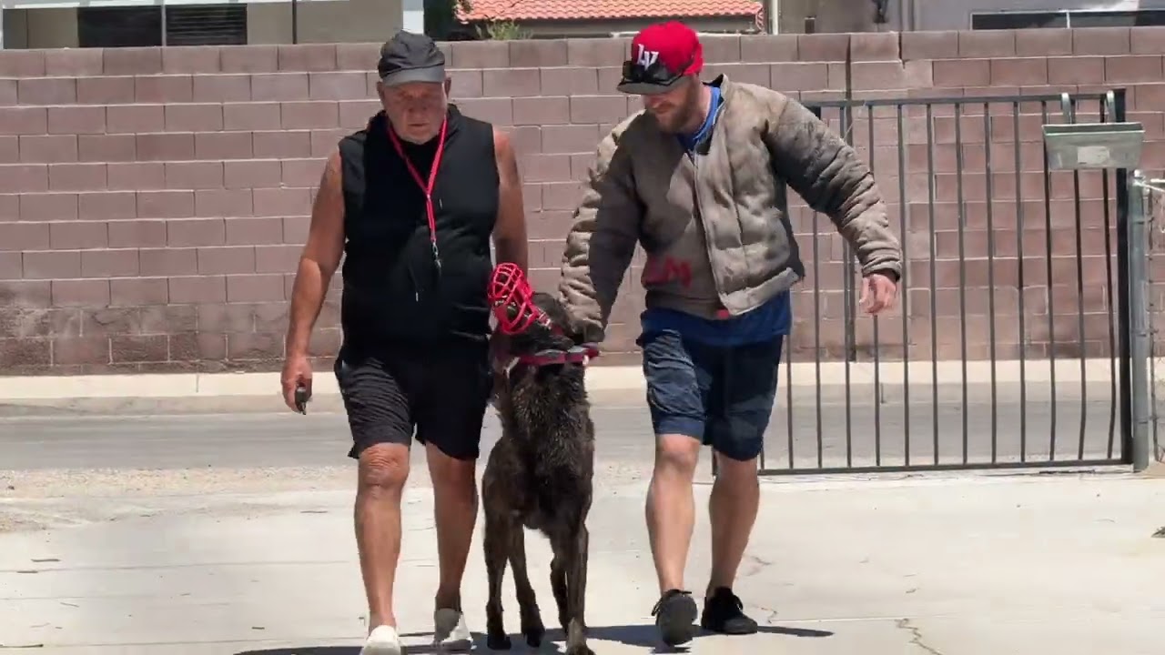 Sport Dog Training - Building Decoy Neutrality with a very Strong Dog!