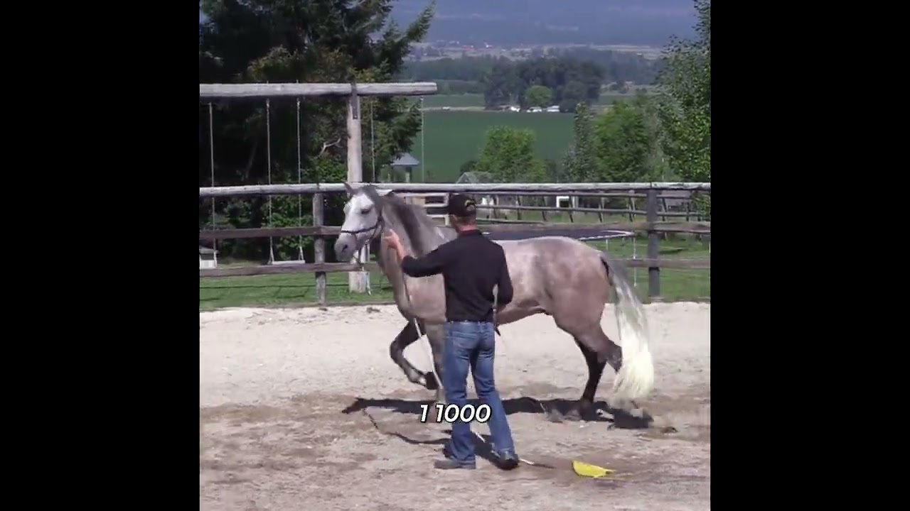 Horse Training: Go When I Want 