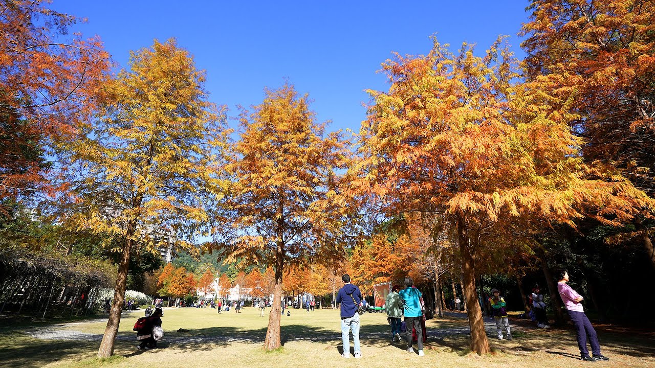 【4K】2026青青時尚花園會館落羽松