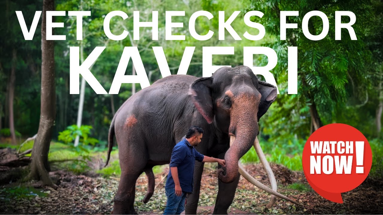 Kaveri Raja’s Healing Journey 🐘 | Veterinary Care for Retired Elephants in Sri Lanka