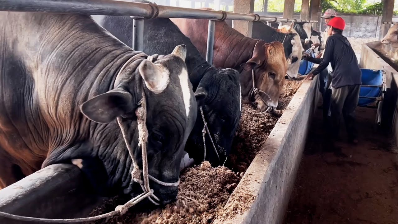 KANDANG SAPI TERBESAR LAMPUNG‼️FULL 1000 EKOR🔥🔥