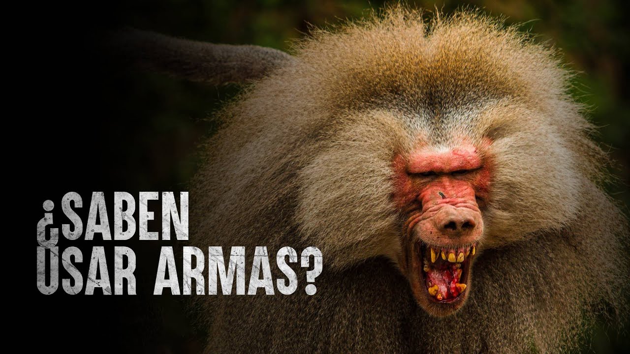 C&oacute;mo Sobrevivir los 5 primates m&aacute;s letales