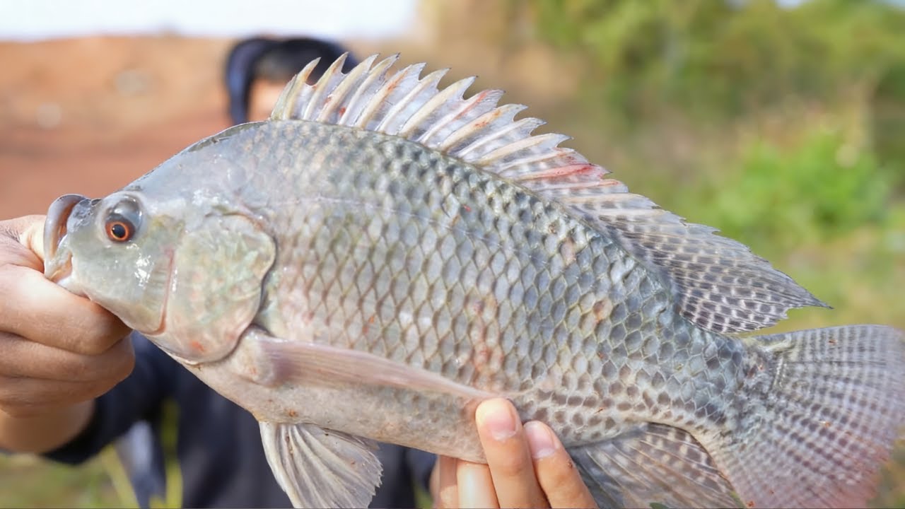 听说全云南最大的罗非36斤，就藏在聚贤山庄，难怪你们一直喊我来，今天就来会会这里的妖怪非!#游钓黑坑 #罗非鱼