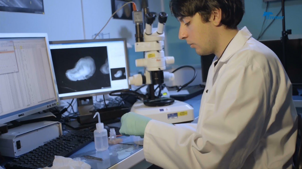 Le point commun entre un arbre et un otolithe...