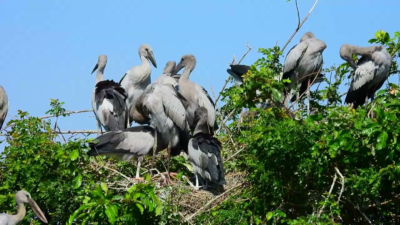 Freedom Of Bird Life Live In The Beautiful Forest and Peaceful Place  0053