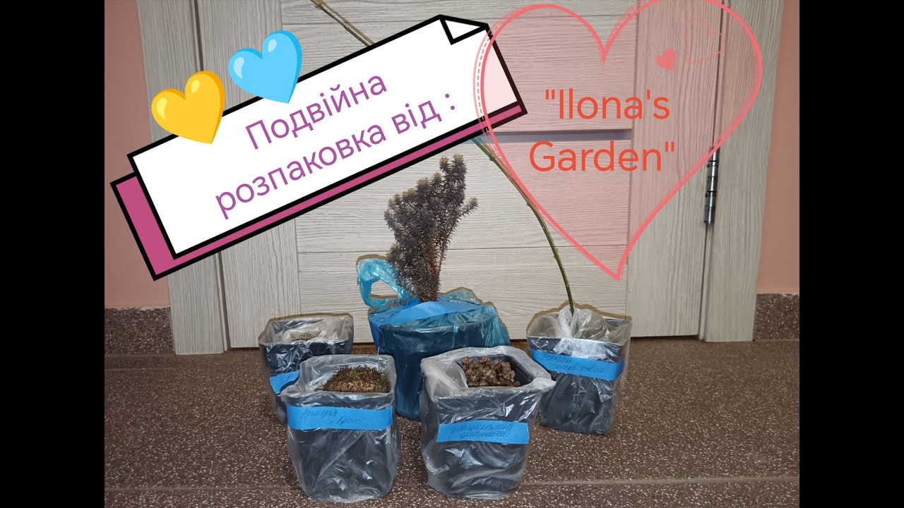 Подвійна розпаковка рідкісних рослин від @ilonasgarden_ - моя радість та гордість!