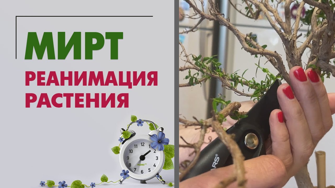 Мирт. Реанимация растения | Как спасти пересушенное растение | Правильный полив комнатных растений