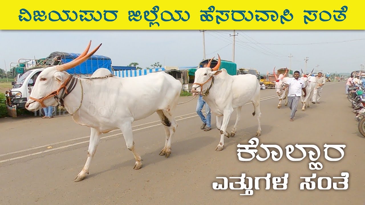 Kolhar bullocks market - Wednesday bazaar