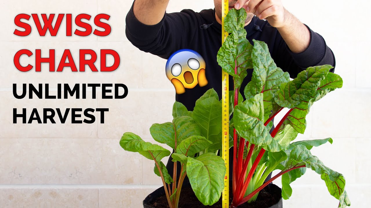 How to Grow Swiss Chard in Containers | Unlimited Harvest