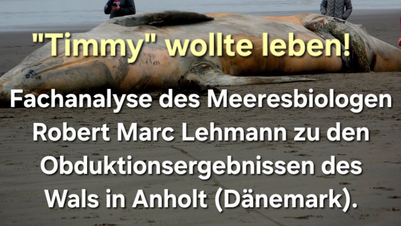 Wal wollte leben! Robert M. Lehmann zu den Zwischenergebnissen der Obduktion in D&auml;nemark.