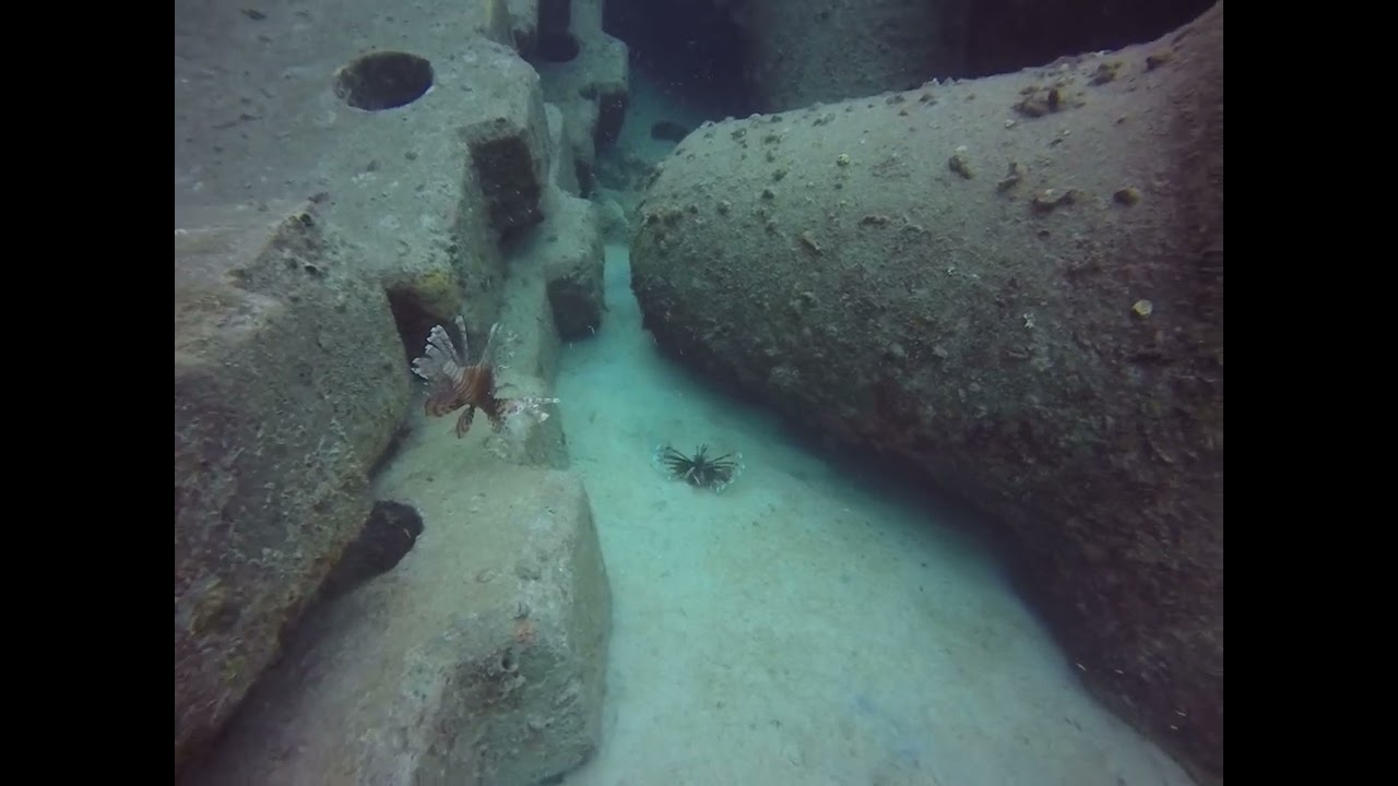 Okinawa Diving Gorilla Chop 2025 My GoPro Video