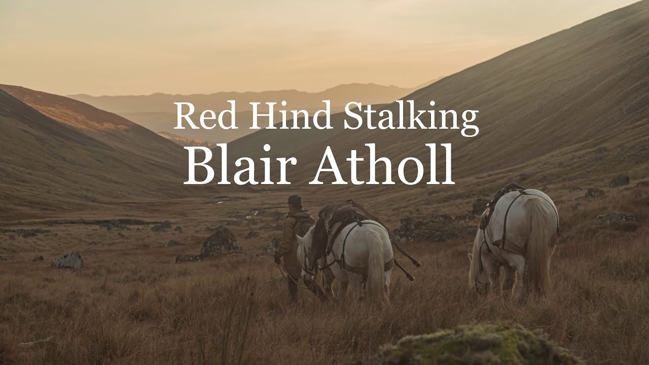 Red Hind Stalking Blair Atholl