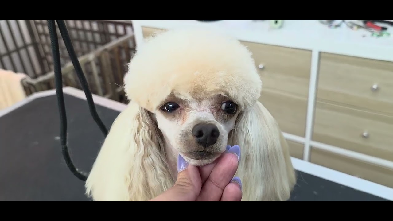 Submission&nbsp;K:&nbsp;Grooming a Non-Sporting Breed (After)
