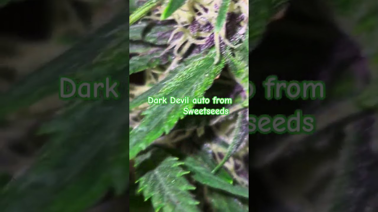 Dark devil von sweetseeds #sweetseeds #cannabisdaily #automatic #weed #grow #lumatek #hiphop #rap