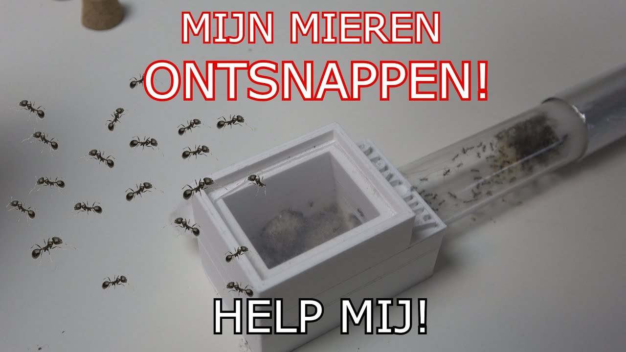 Mijn mieren ONTSNAPPEN! | HELP MIJ! | Pheidole Pallidula | #12