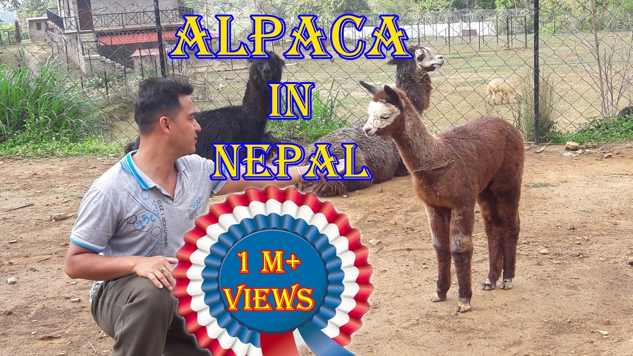Alpaca in Nepal, Makwanpur