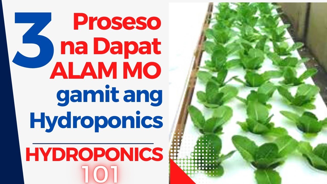 TATLONG PROSESO NA DAPAT ALAM MO SA PAGTATANIM SA HYDROPONICS II 