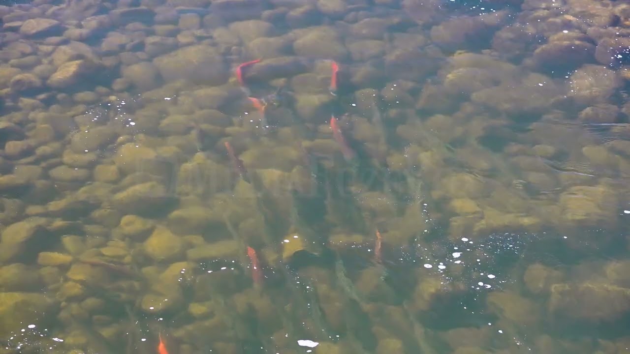 Stock Video - Brown Trout and Kokanee Salmon Spawning in the Provo River