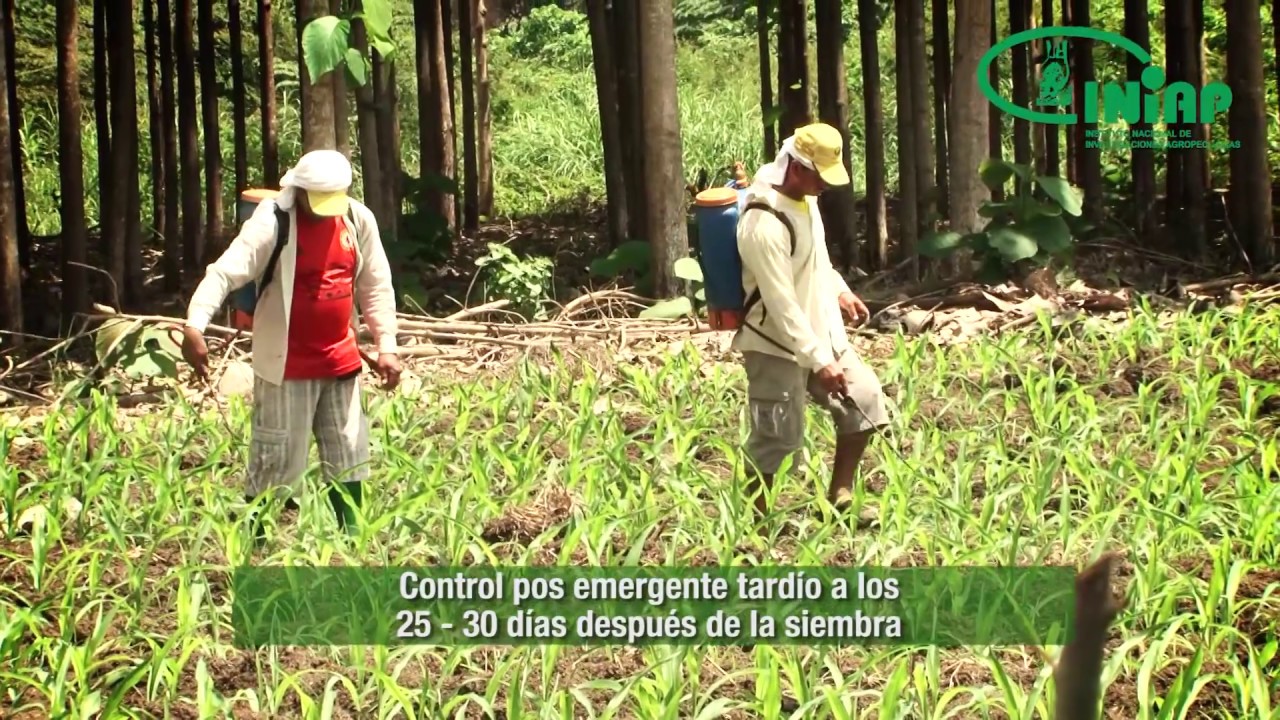 Control de malezas en ma&iacute;z