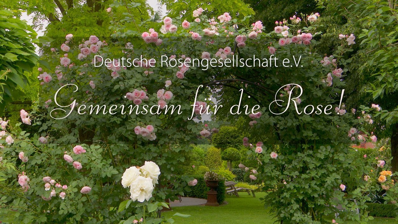 Deutsche Rosengesellschaft e.V. - Gemeinsam für die Rosen