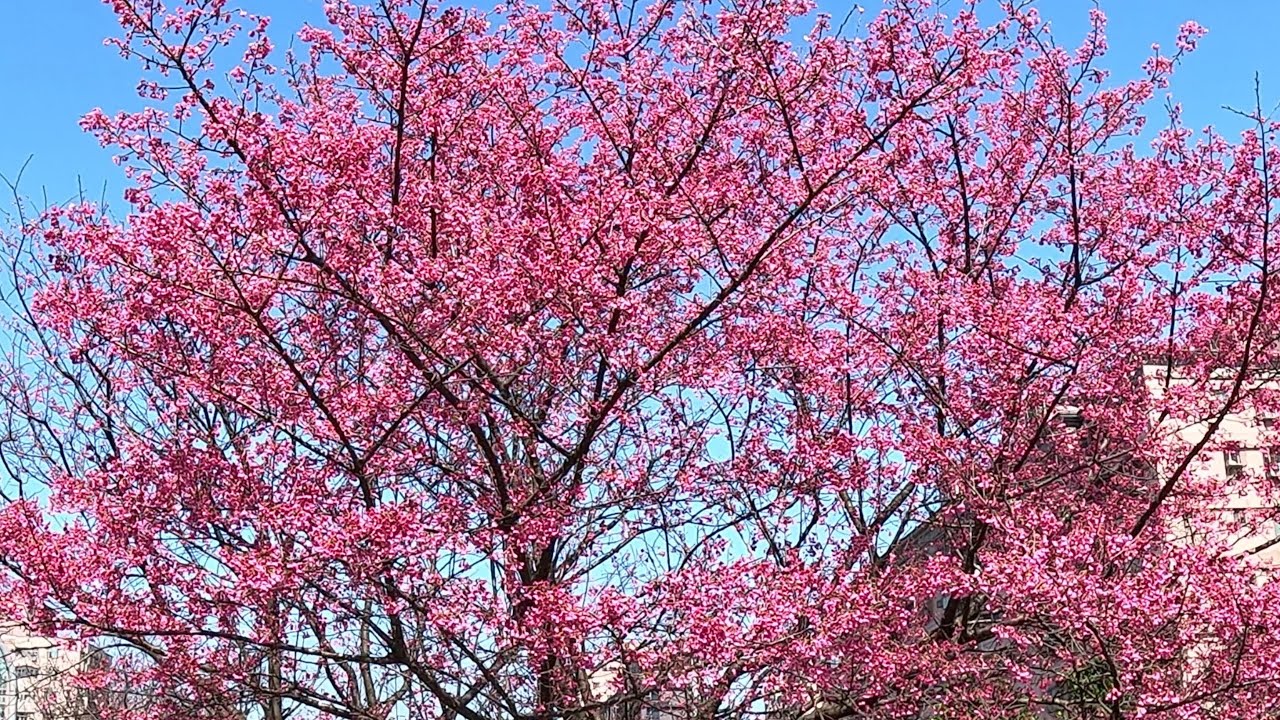 2026 02 10 汐止康誥坑溪櫻花盛況 ＃櫻花季 ＃ 賞花 ＃ 旅遊 ＃走春