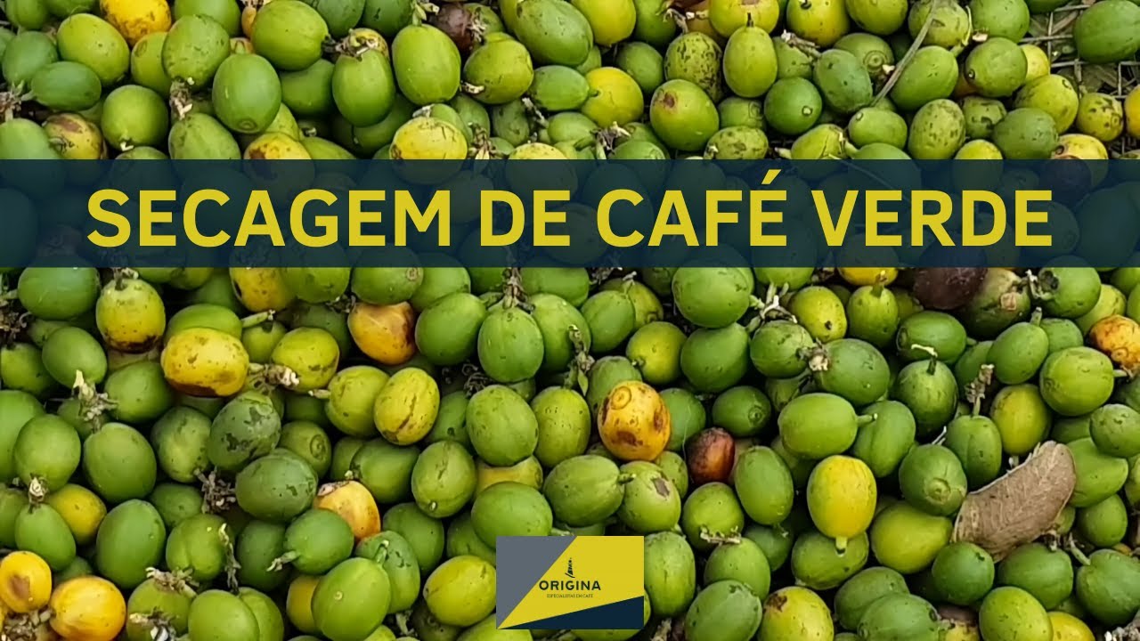 Como secar café verde?