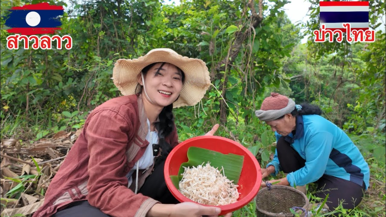 เก็บเห็ดปลวกกับแม่ย่าครั้งแรก ออกเยอะมากๆ