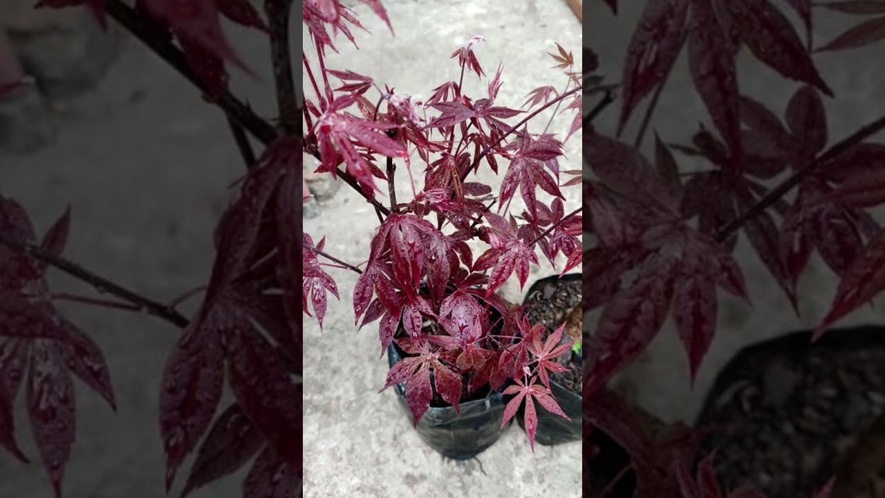 Red maple plant online order now WhatsApp no 9122907352
