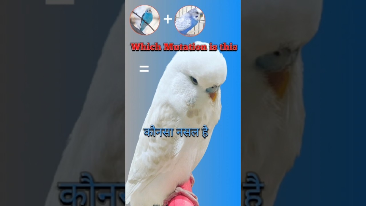 Spangle budgie ❤️🦜 