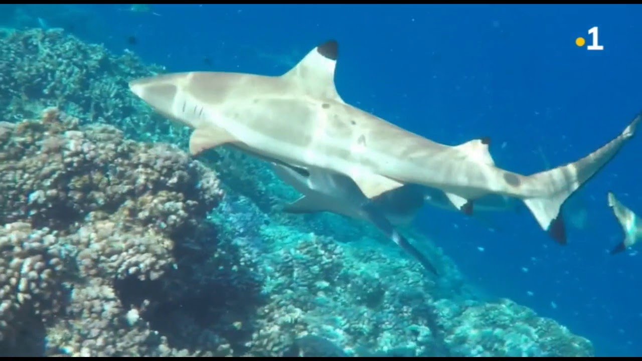 Pari pari Fenua - Fakarava