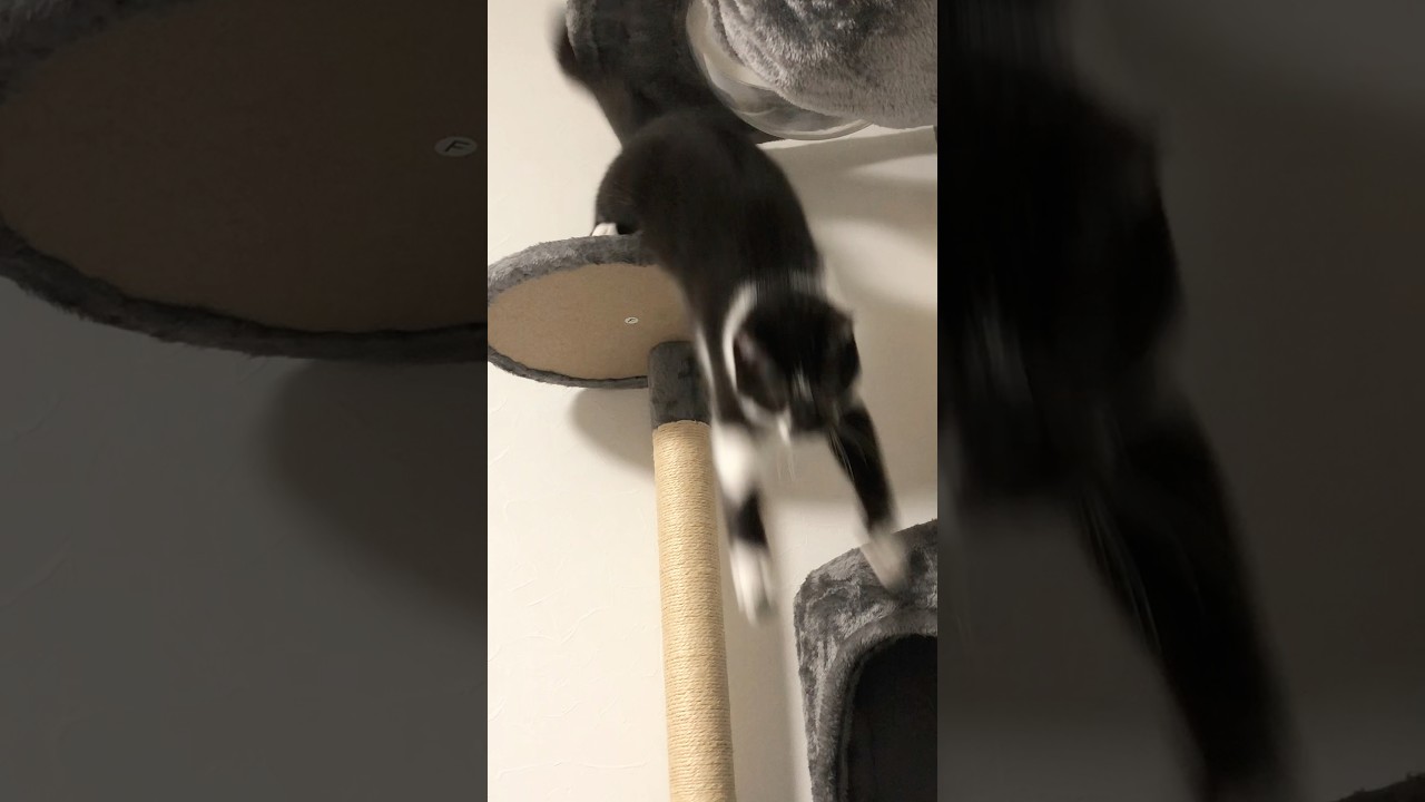 ぱたぱたモグワイ。　　　　　　　　　　#猫のいる暮らし #生後8ヶ月 #保護猫 #雑種 #ねこ部 #cat #pets