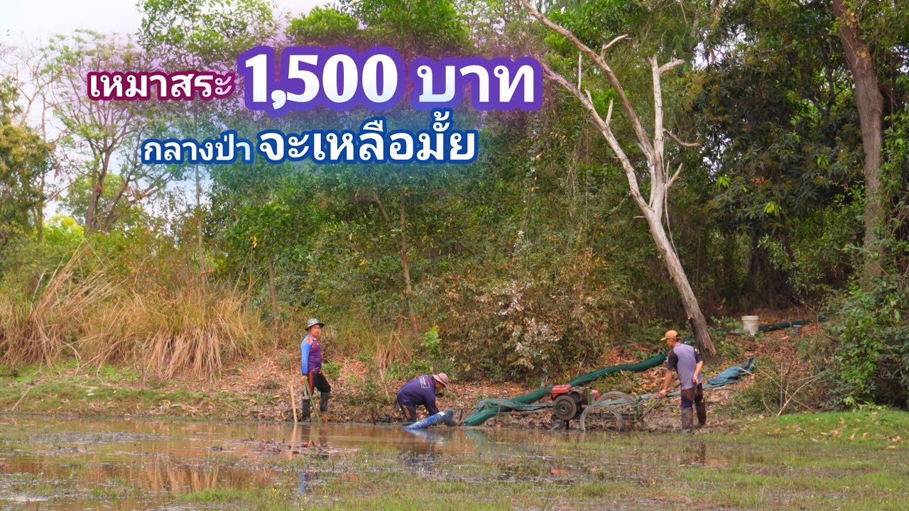 เหมาสระ 1,500 บาท พื้นที่ 2 ไร่ คนหากินเยอะ ใครๆก็บอกว่าไม่เหลือเเน่ มันจะคุ้มมั้ย / บ้านนอก EP.866