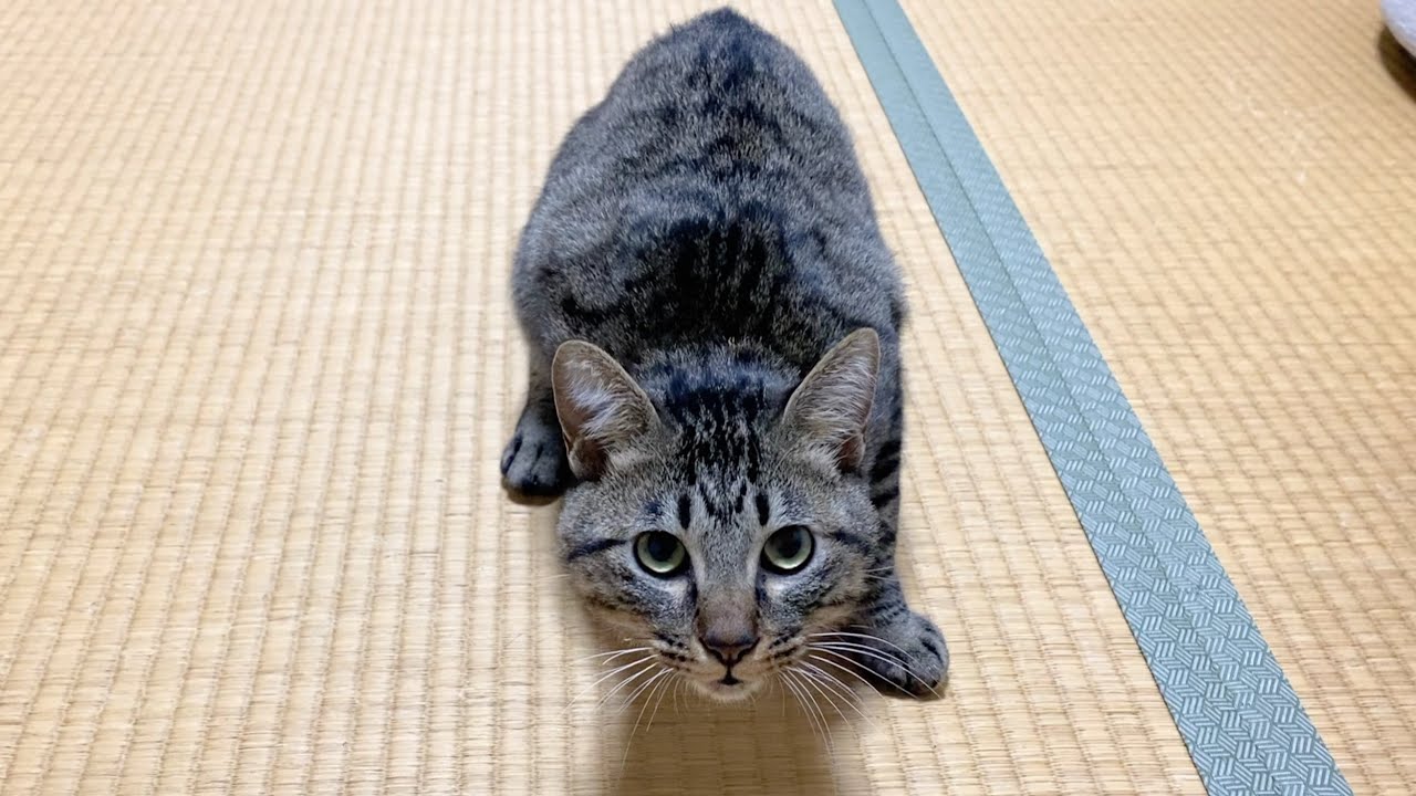 子猫に寝なさいと叱ったら凶暴化して襲いかかってきた...