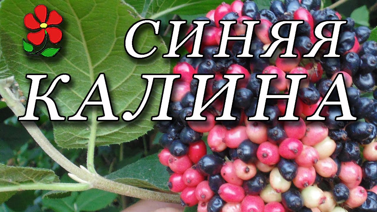 Калина гордовина. Надёжное, многофункциональное и очень оригинальное растение для вашего сада!