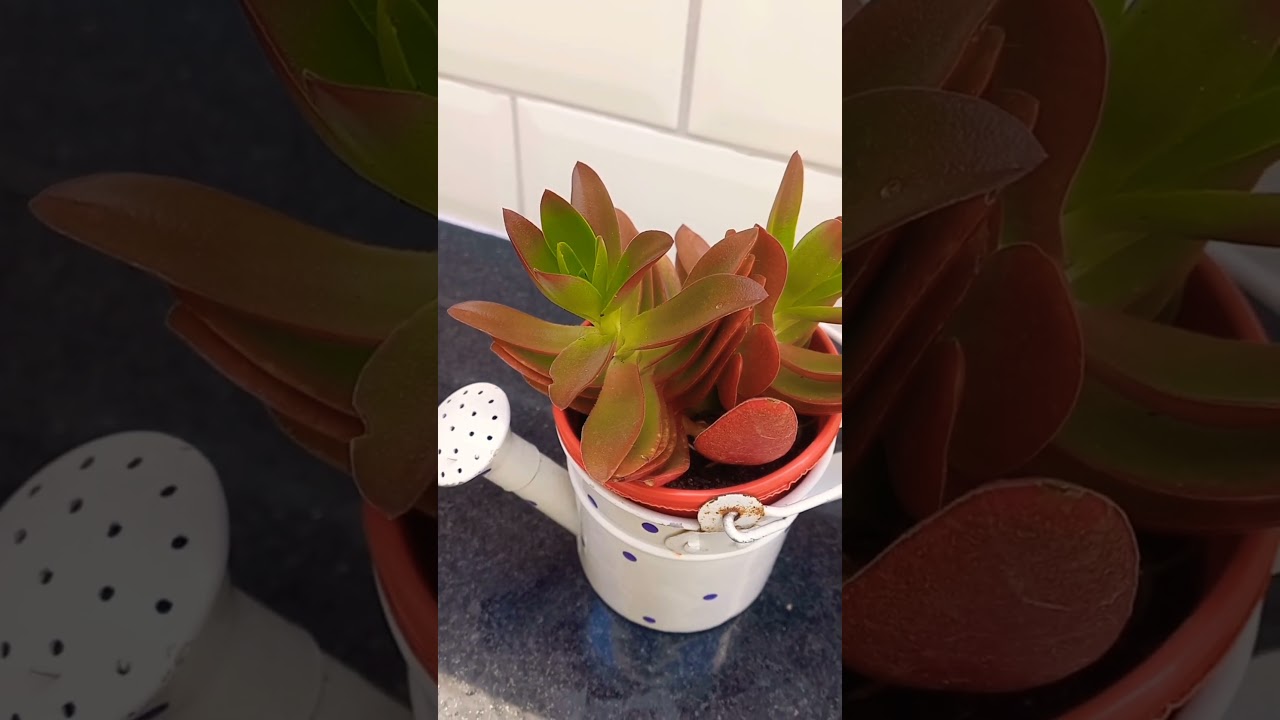 Ideia criativa para decorar com suculentas 