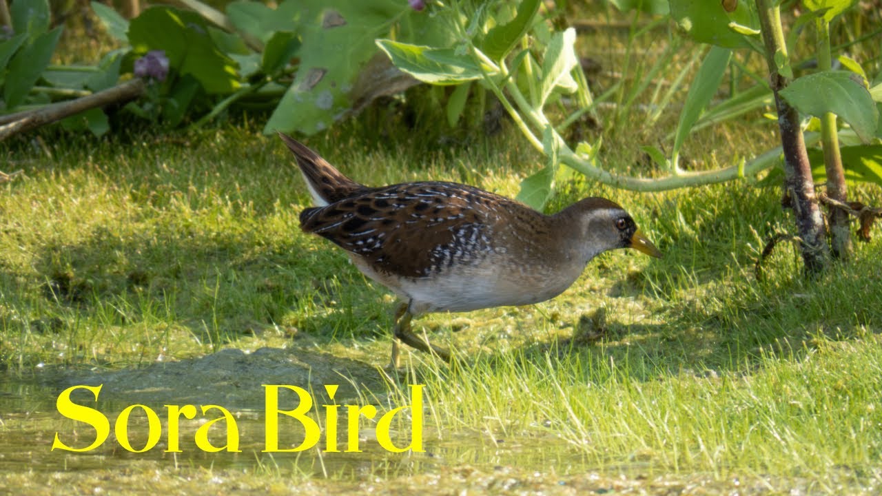 Sora bird @ JBWR on 9-4-24
