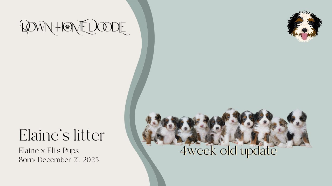 Щенки мини-бернедудла разных поколений от Элейн и Эли | Down Home Doodle — обновление в возрасте ...
