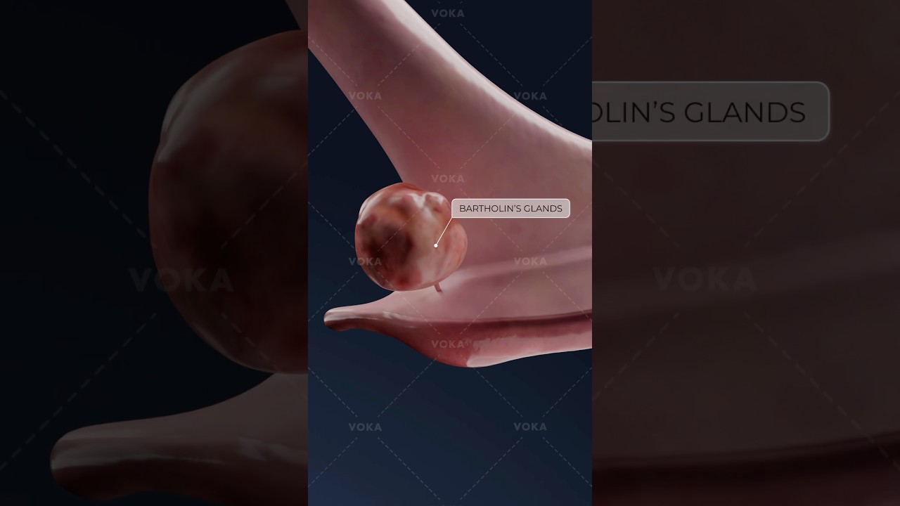 ¿Qué es la bartholinitis y cómo afecta al área vaginal? Explora la ginecología en 3D con VOKA