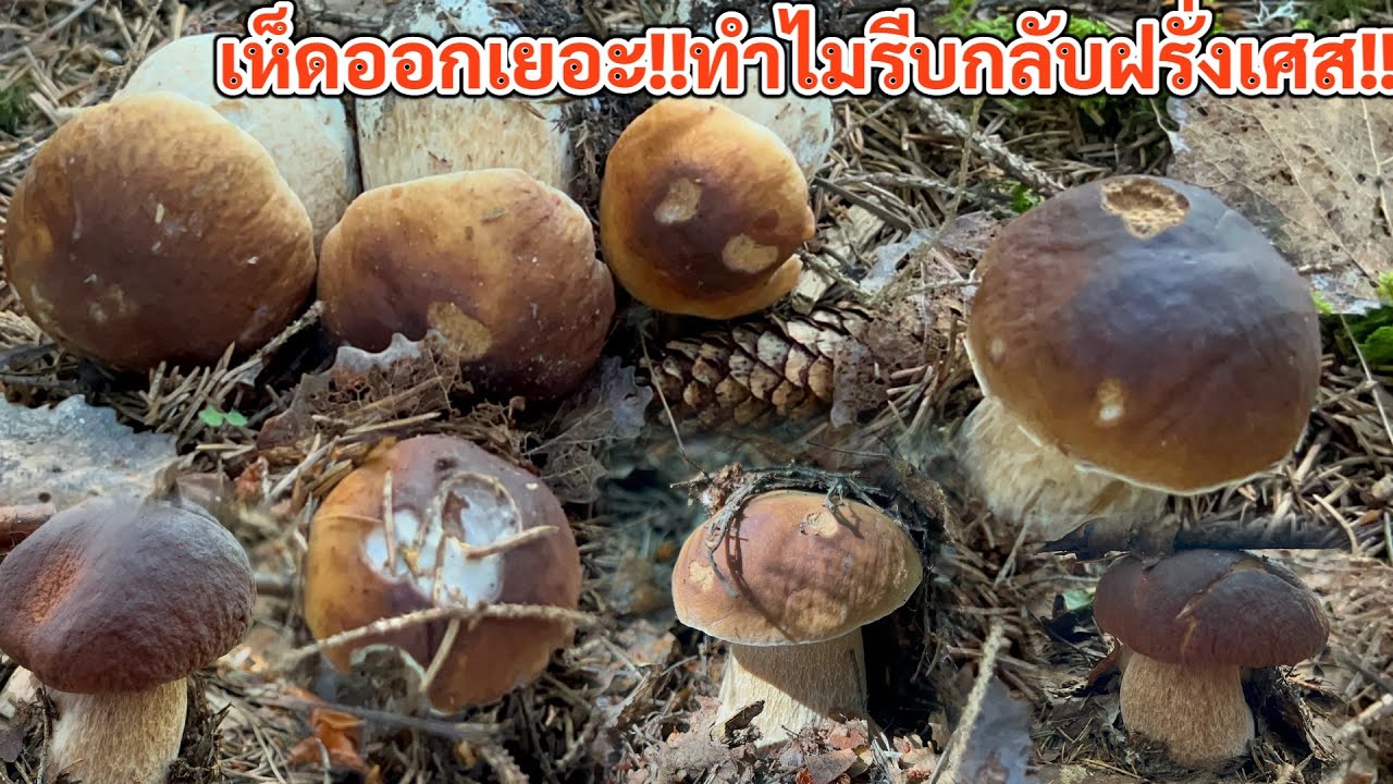 Ep48เห็ดผึ้งพึ่งออก ทำไมรีบกลับจัง‼️เสียดายที่สุดในโลกเลย วันนี้แบกออกมาเต็มตระกร้าอีกแล้ว#เห็ดผึ้ง