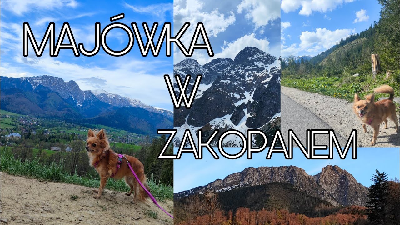 SPOTKANIE Z NIEDŹWIEDZIAMI! 🐻😱
