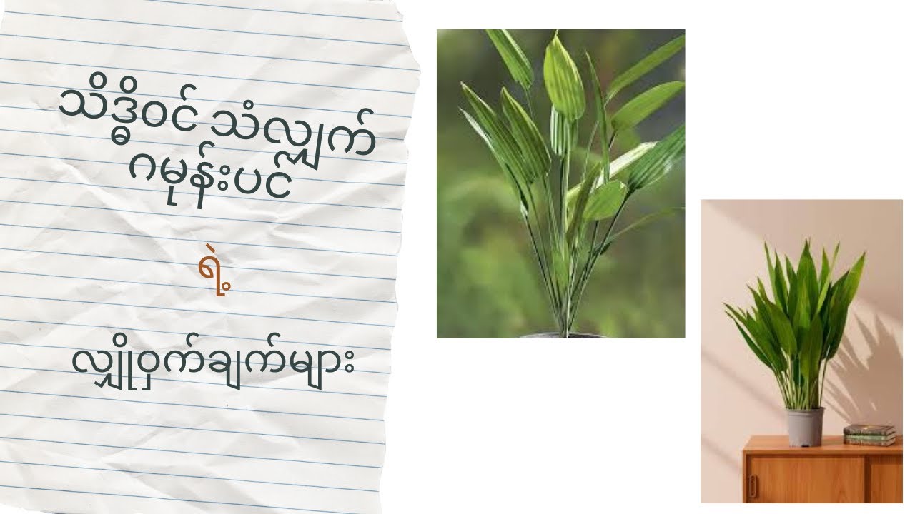 သိဒ္ဓိ၀င်သံလျှက် ဂမုန်းပင် ရဲ့ လျှို့ဝှက်ချက်များ...(101) Lance Dracaena Aubryana