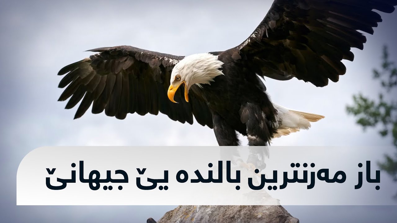 باز پاشایێ بالندەیان eagle