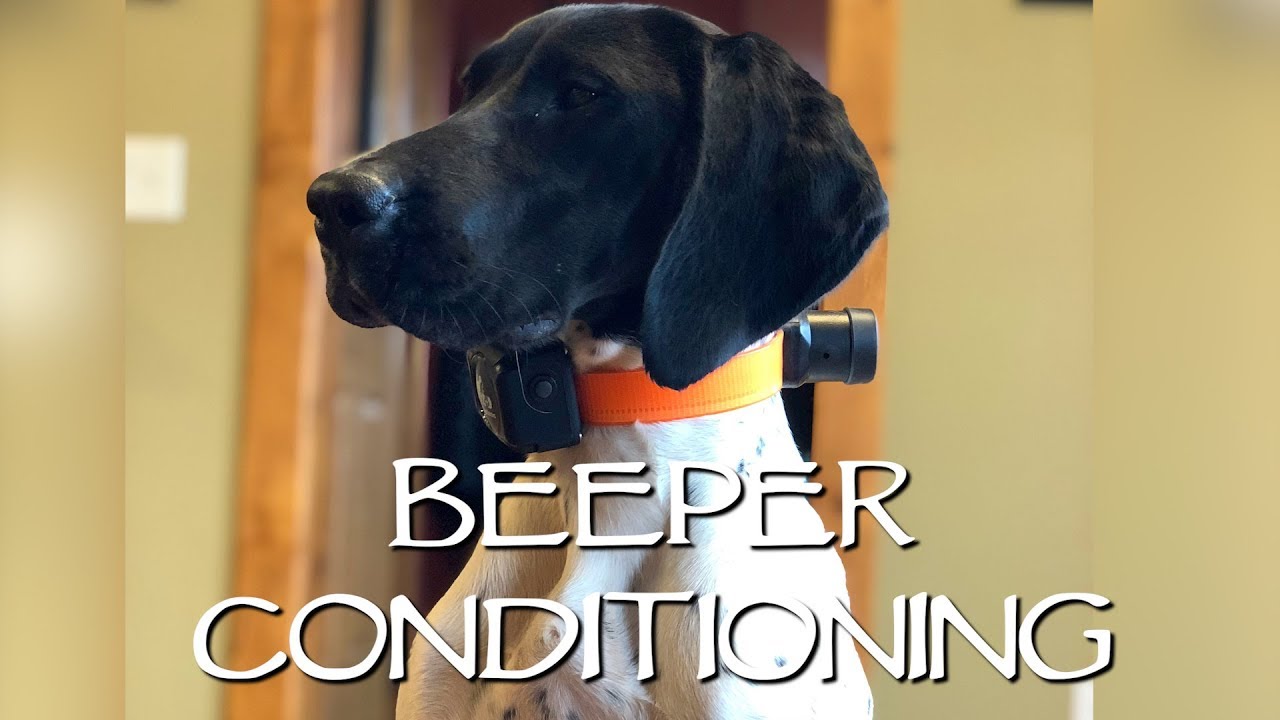 Beeper Conditioning with The DT Systems RAPT 1450 - Upland Bird Dog Training